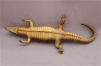 Spectacled caiman Collection Image, Figure 14, Total 15 Figures